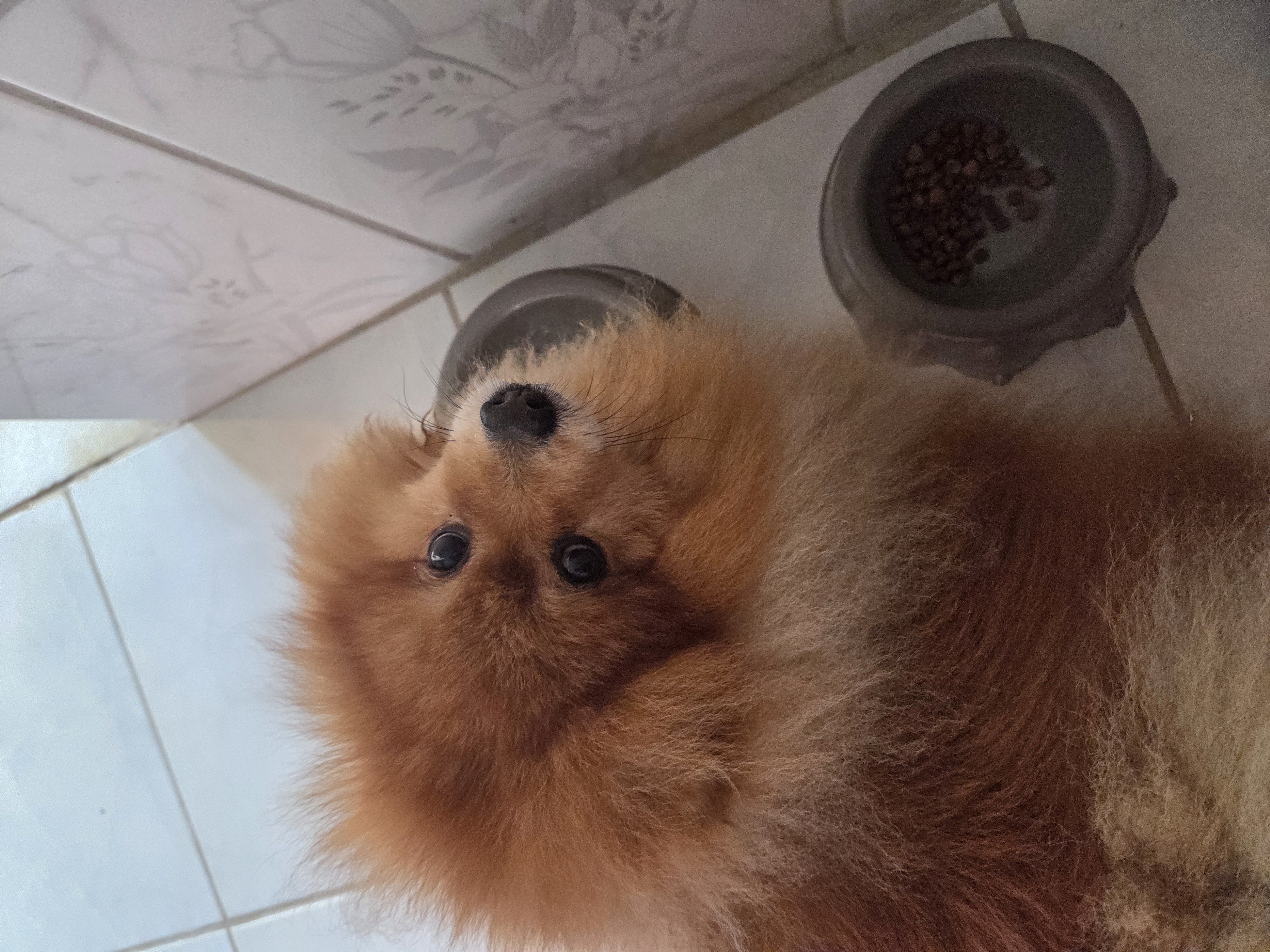 Meu cachorro Teddy